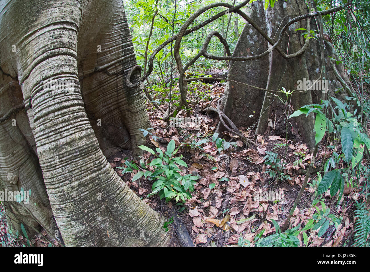 La forêt tropicale de plaine et de grands arbres Cuipo dans le Darién au Panama Banque D'Images