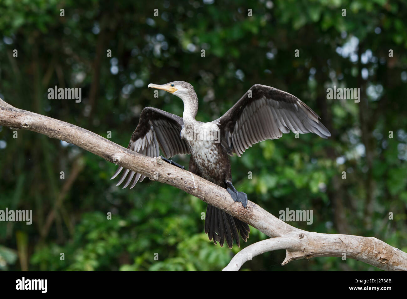 Cormoran Phalacrocorax brasilianus fleuve Chucunaque immatures Panama Darién Banque D'Images