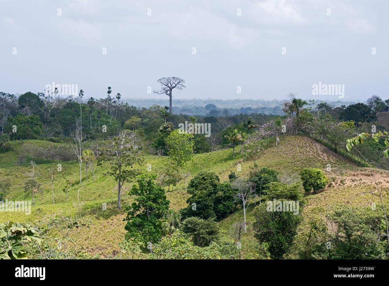 Terres agricoles défrichées de forêt dans la jungle du Panama Banque D'Images