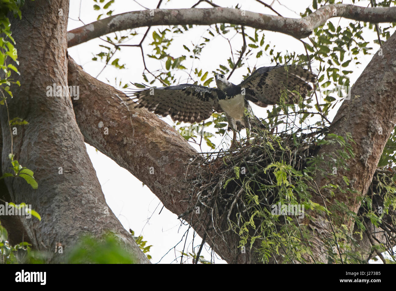 Harpie Harpia harpyja femelle à nid de poulets âgés de six semaines dans le parc national de Darién au Panama Banque D'Images