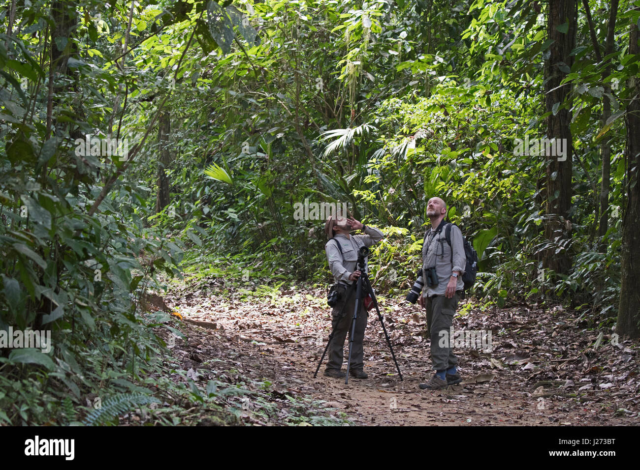 L'observation des oiseaux dans la jungle du Panama Natiopnal Park Banque D'Images