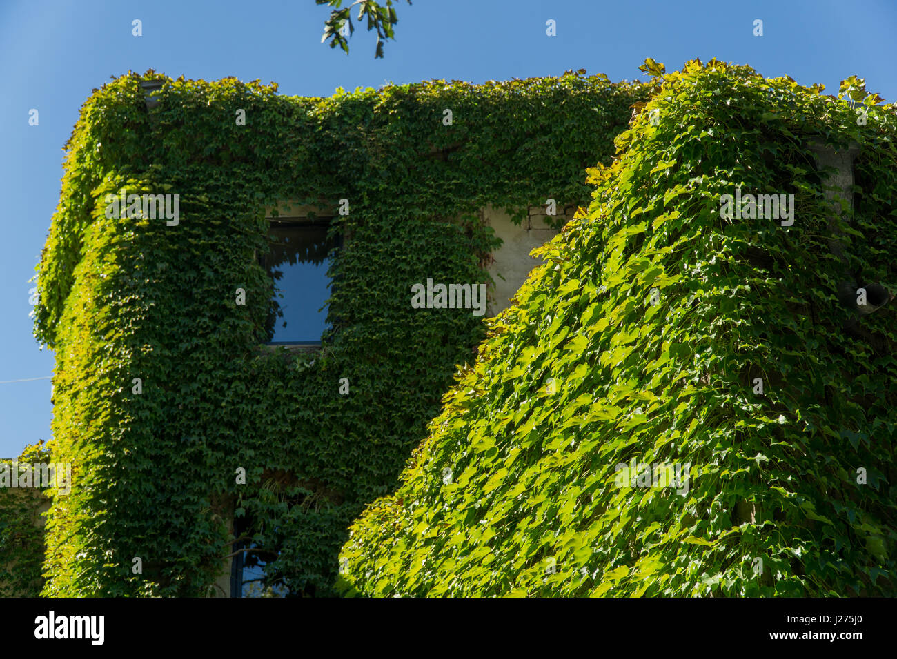 House, envahie par la vigne sauvage dans la vieille ville. Tbilissi, Géorgie. Banque D'Images