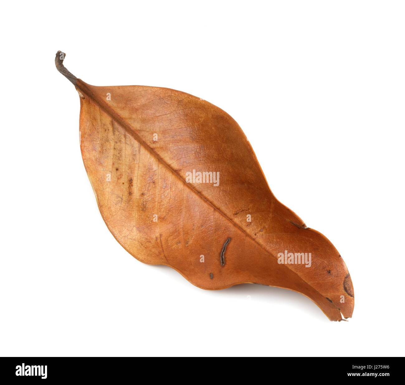 Des feuilles d'automne sèches de magnolia. Isolé sur fond blanc. Banque D'Images