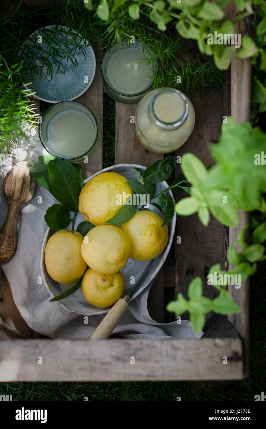 Citrons fraîchement cueillis dans un jardin, avec de la limonade Banque D'Images
