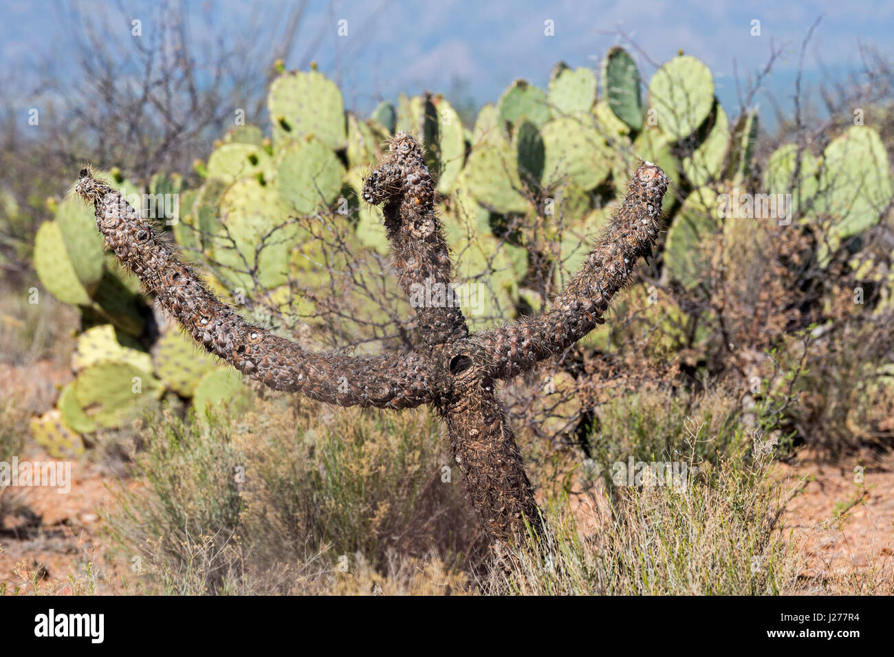 Tucson, Arizona - cholla cactus, en forme de croix, dans une section du désert de Sonoran où de nombreux migrants en provenance du Mexique et Amérique Centrale di Banque D'Images