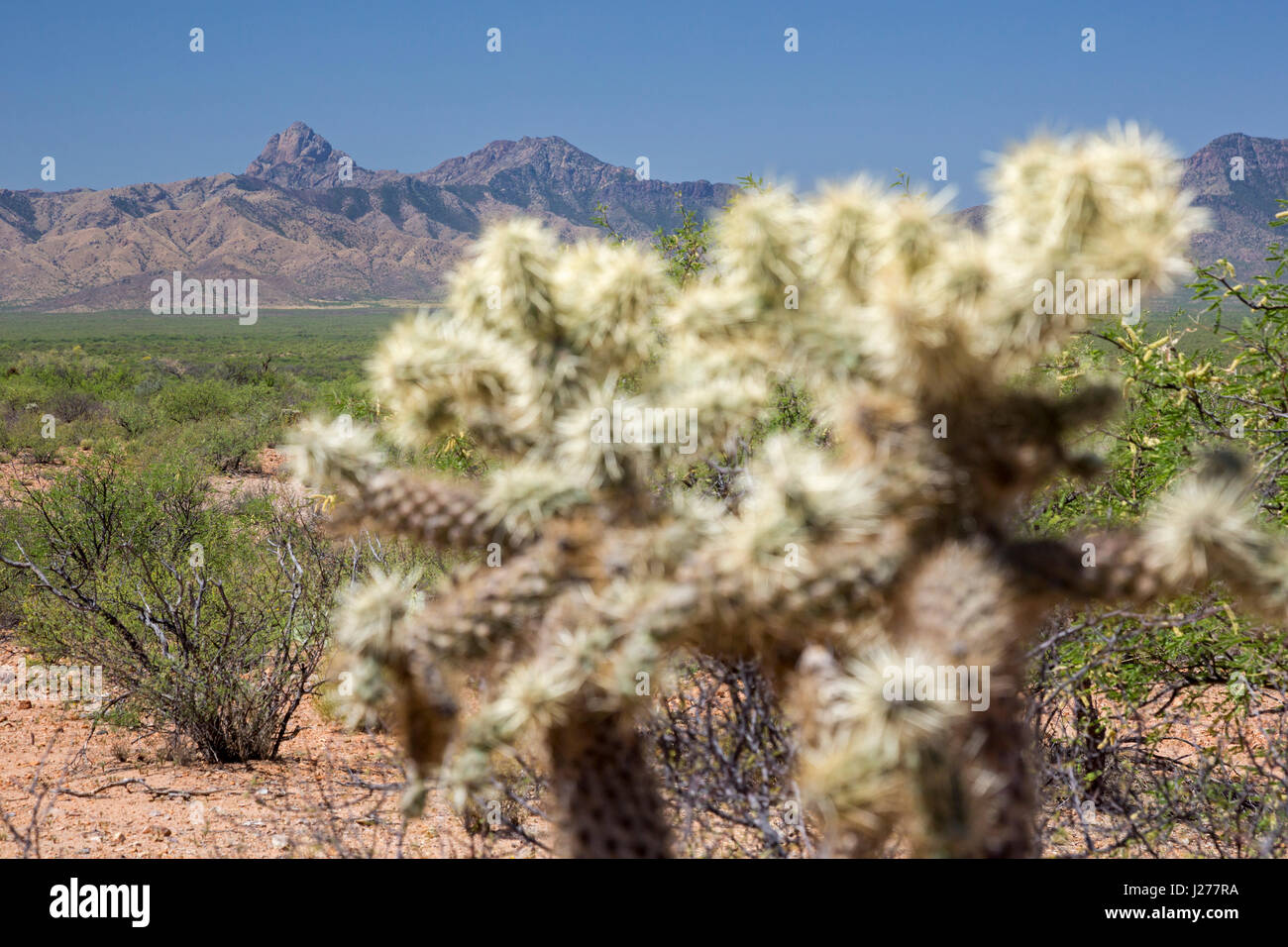 Tucson, Arizona - Baboquivari Peak, une montagne de 7 730 pieds dans la gamme Baboquivari au-dessus du désert de Sonora. La montagne est sacrée pour la nation Tohono O'od Banque D'Images