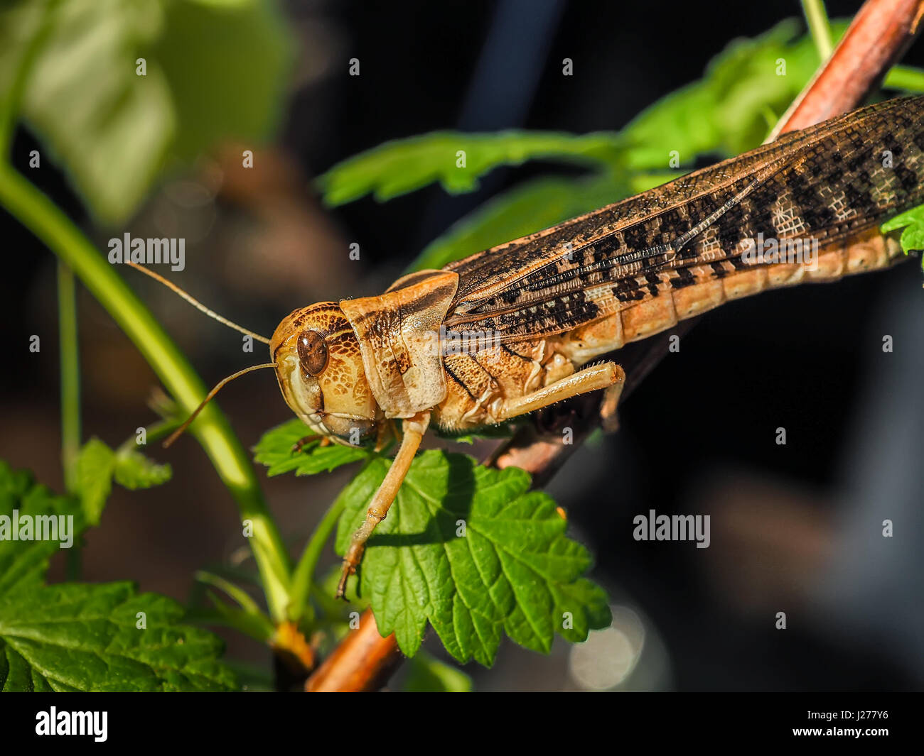 Les espèces de criquets Oedipoda Germanica sur feuille verte Banque D'Images