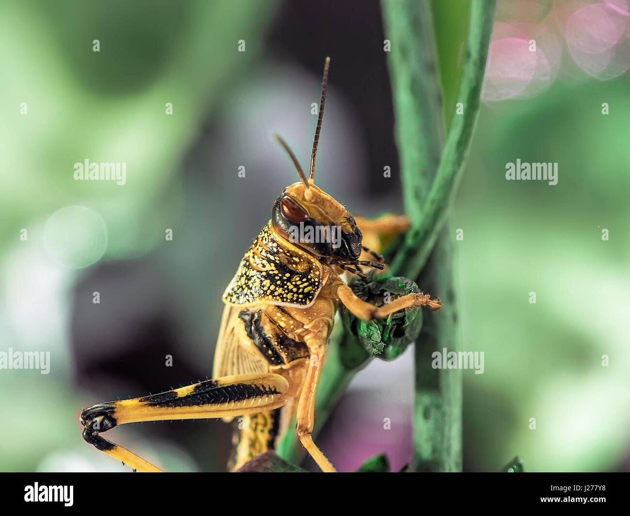Les espèces de criquets Oedipoda Germanica sur feuille verte Banque D'Images