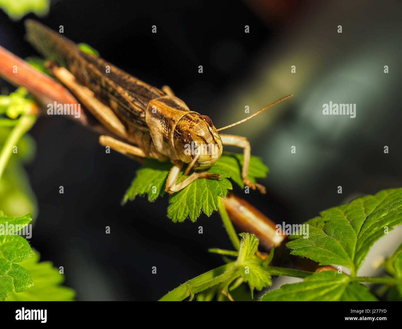 Les espèces de criquets Oedipoda Germanica sur feuille verte Banque D'Images
