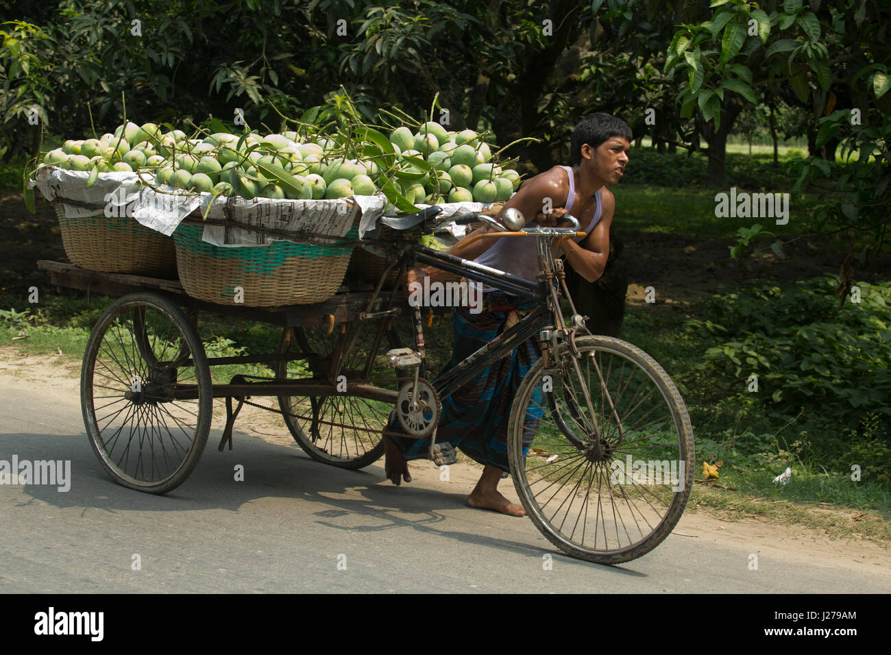 L'opérateur porte panier de mangues par location pour les revendre à l'Kanshat Marché de la mangue. Chapainawabganj, au Bangladesh. Banque D'Images