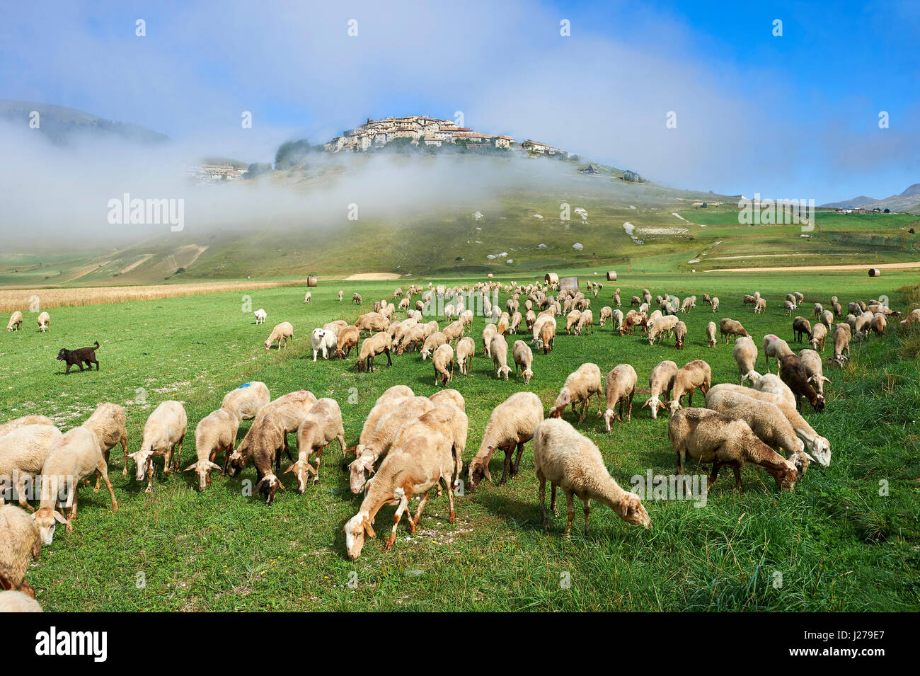 Moutons sur le Piano Grande, Gret, Plaine de Castelluccio di Norcia, Parco Nazionale dei Monti Sibillini , Apennins, Ombrie, Italie. Banque D'Images