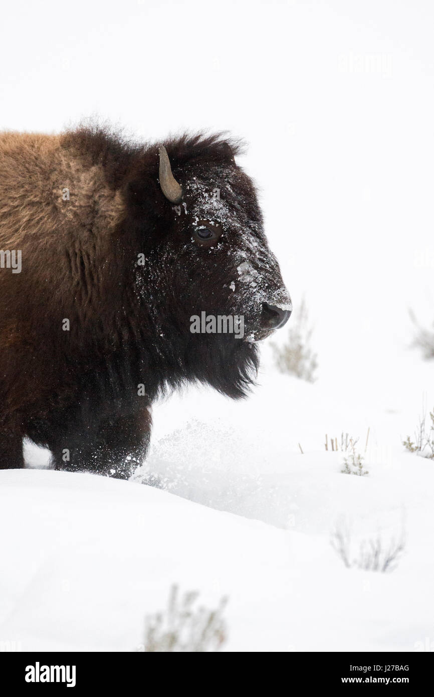 Bison d'Amérique / Amerikanischer ( Bison bison bison ) en hiver, close-up, portrait, marcher dans la neige profonde, NP Yellowstone, Wyoming, USA. Banque D'Images
