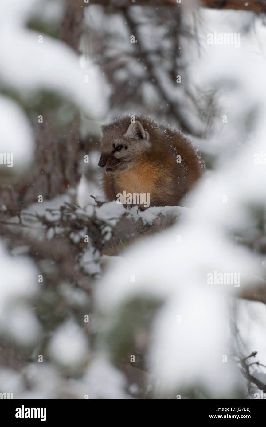 La martre d'Amérique / Baummarder / Fichtenmarder ( Martes americana ) en hiver, des profils, l'escalade dans un arbre, se cachant entre couvert de neige des branches, USA Banque D'Images