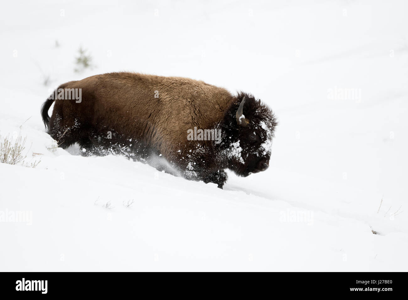 American bison Bison bison bison ( / ) en hiver, les jeunes taureaux dans une descente dans la neige profonde, le Parc National de Yellowstone, Wyoming, USA. Banque D'Images