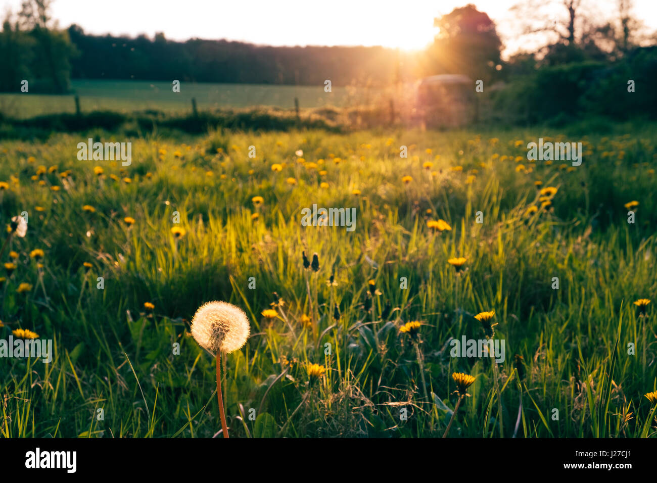 Pissenlits en champ baigné de soleil à heure d'or. Banque D'Images