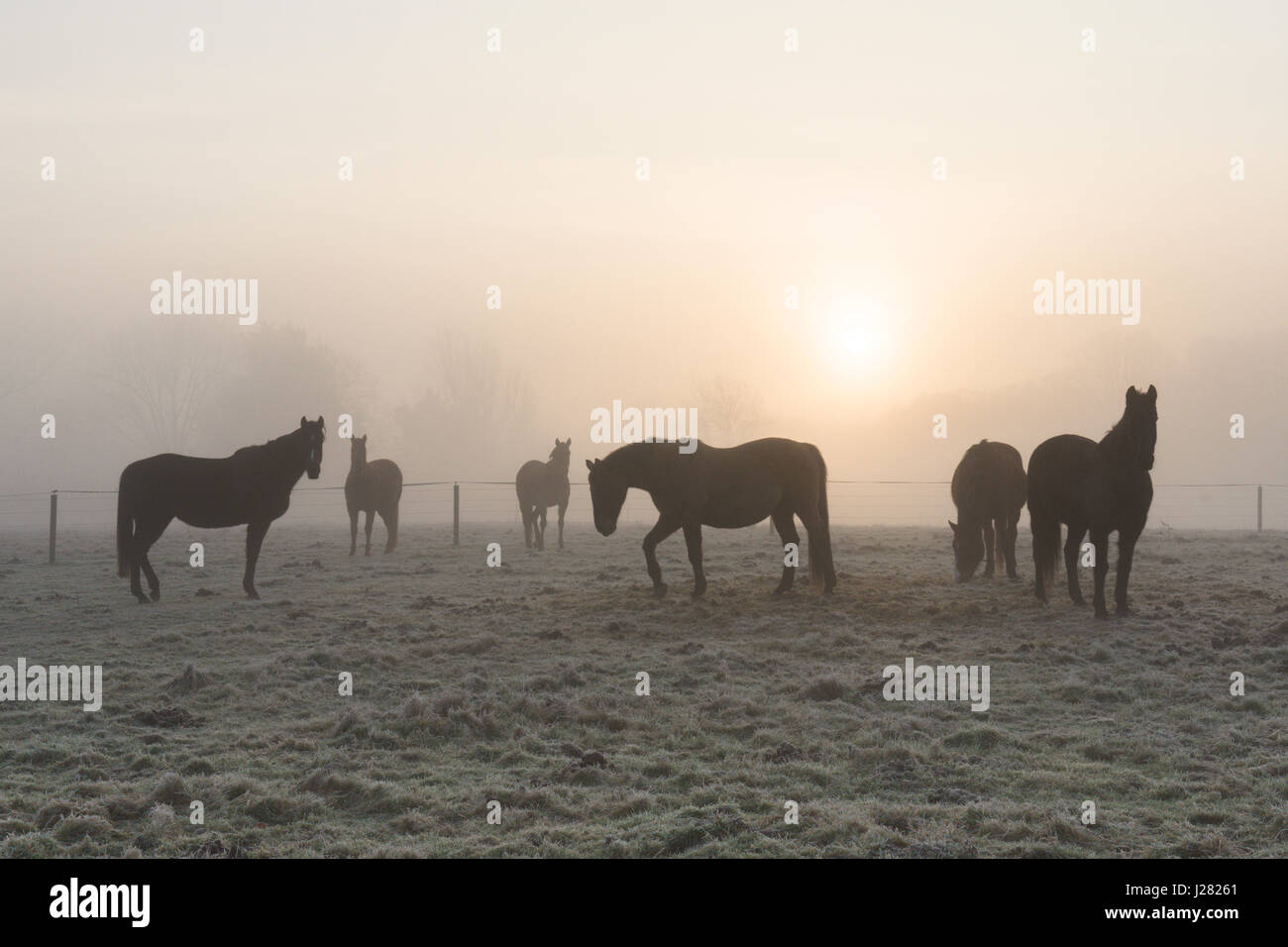 Chevaux en champ dans le brouillard et le gel en janvier. Le lever du soleil. Ambersham, Midhurst. Sussex, UK Banque D'Images