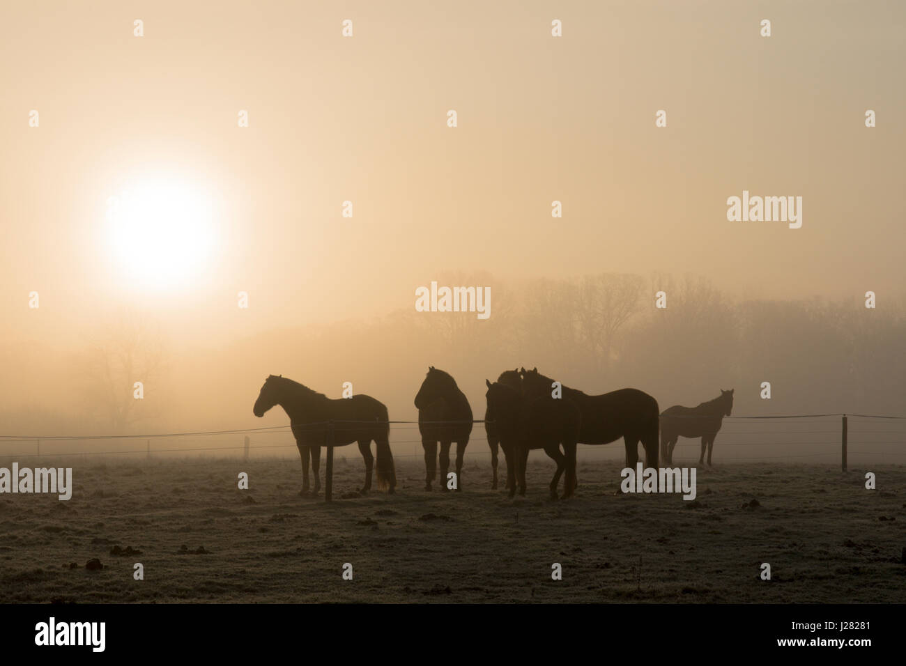Chevaux en champ dans le brouillard et le gel en janvier. Le lever du soleil. Ambersham, Midhurst. Sussex, UK Banque D'Images