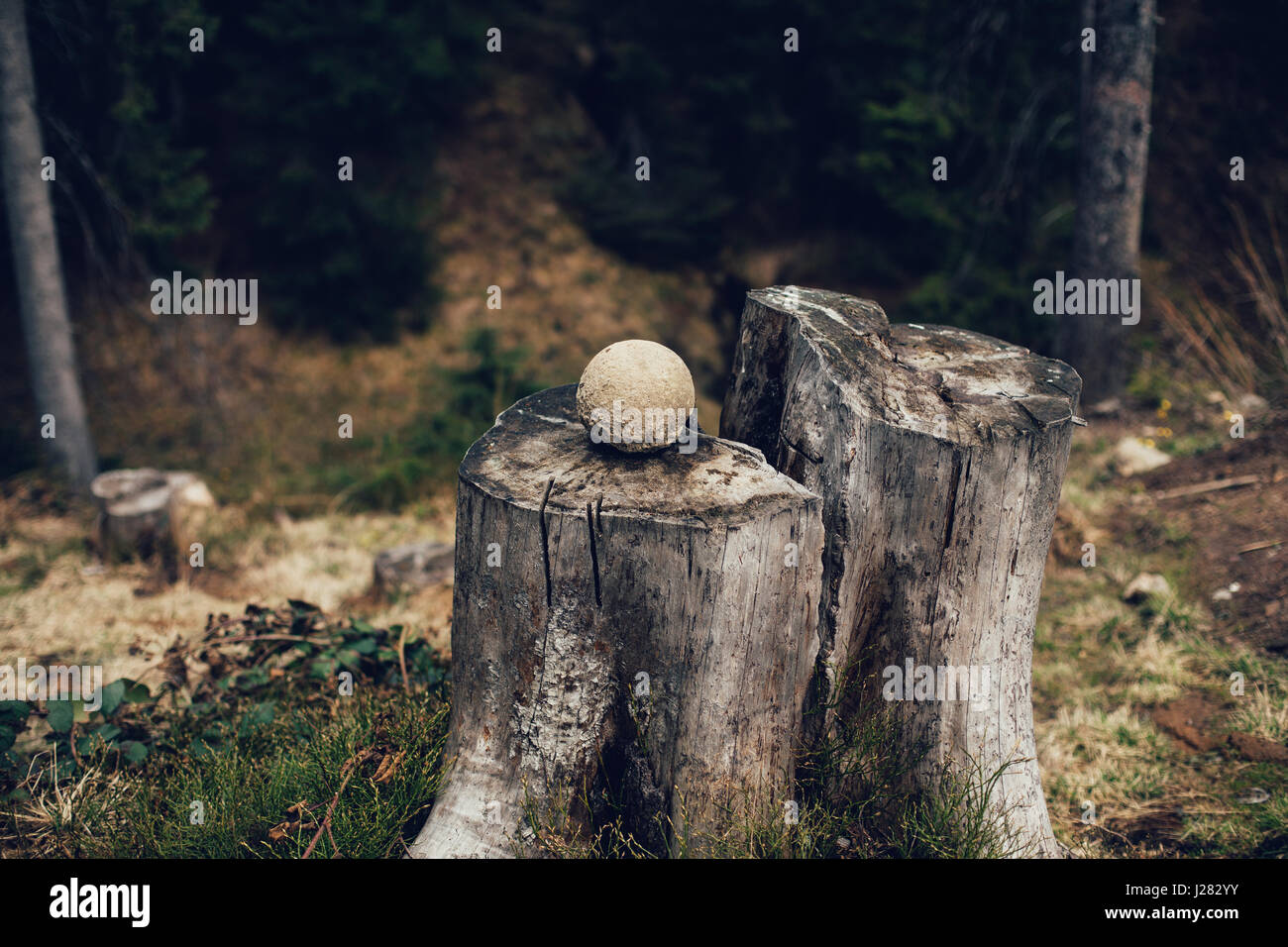 Pins calcinés souche d'arbre dans la forêt avec ball Banque D'Images