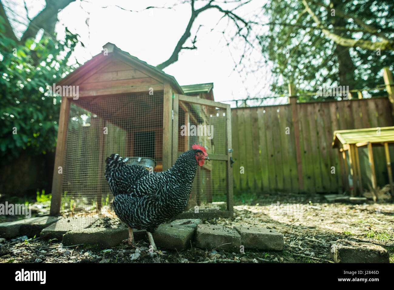 Balades de poulet sur terrain en farm Banque D'Images