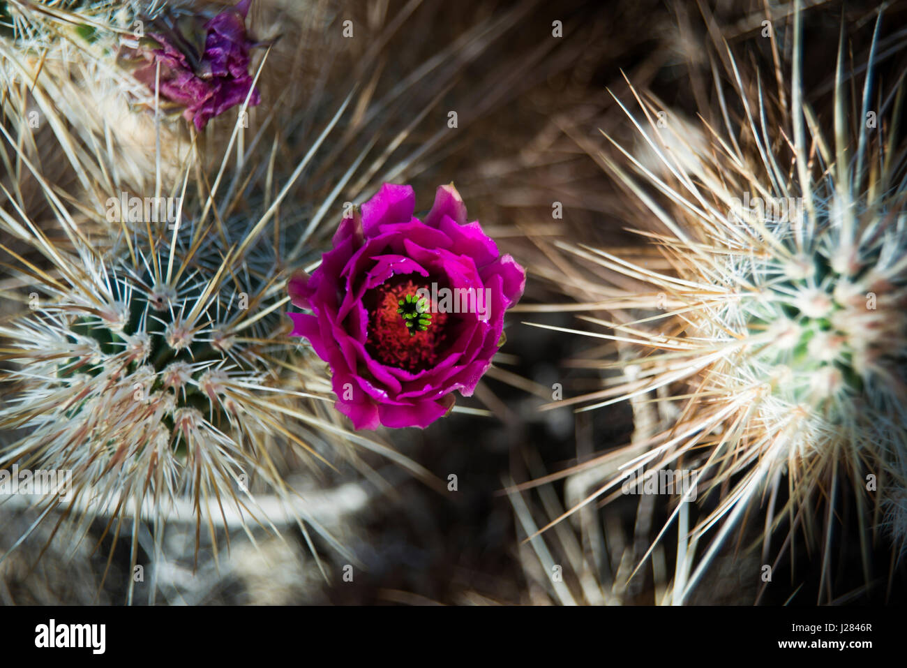 Portrait de fleur de cactus Banque D'Images