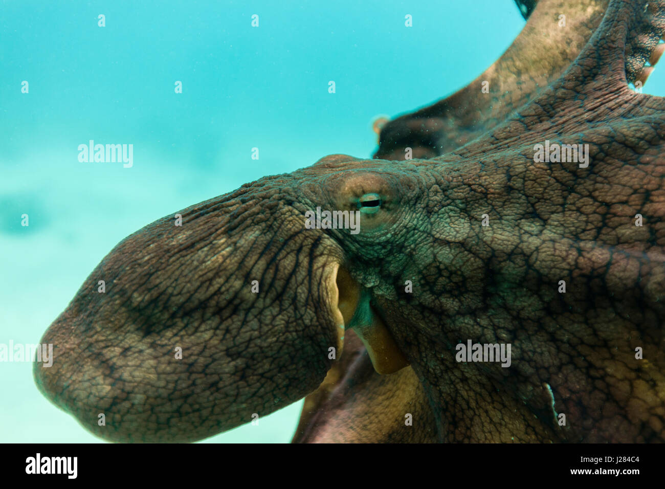 Close-up d'octopus natation en mer Banque D'Images