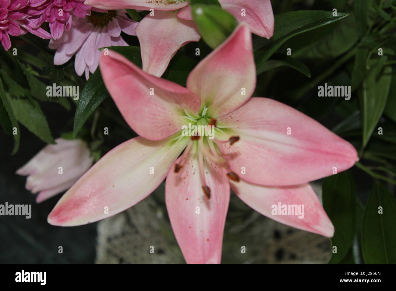 Close up of Lily Starburst Banque D'Images