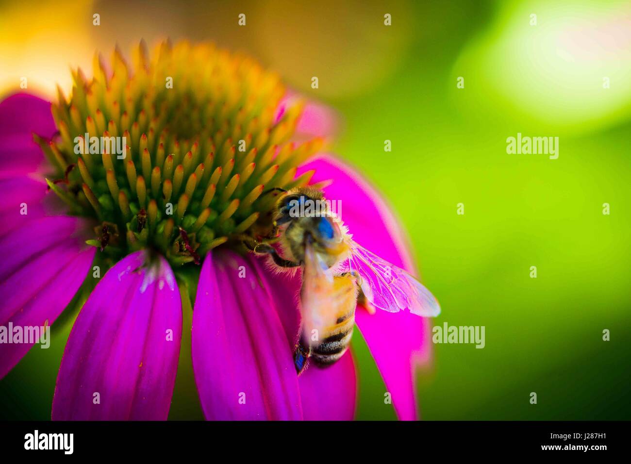 Les abeilles à miel ordinaire dans le jardin Banque D'Images