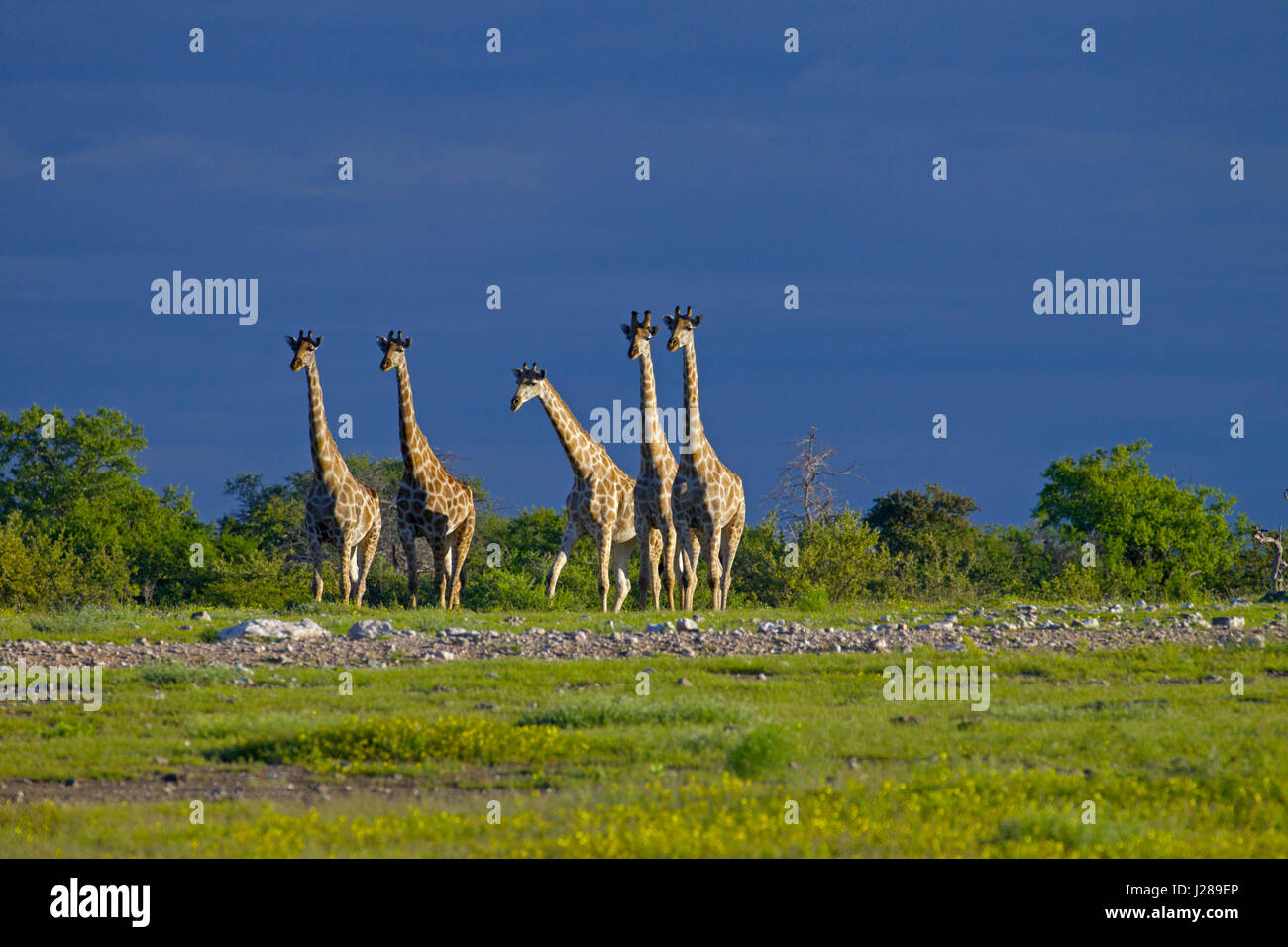 Giraffa giraffe giraffa angolensis Angola appelé girafe namibien, est une sous-espèce du sud de la girafe trouvés dans le nord de la Namibie Banque D'Images