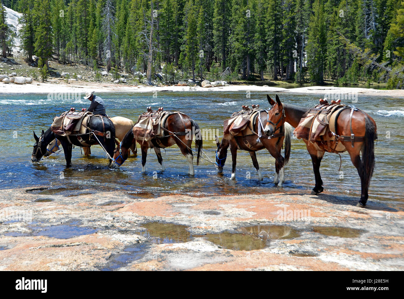Pack mule wrangler pauses dans la rivière Toulumne de donner ses animaux un repos et de boire de l'eau le long du sentier en Glen Aulin Yosemite National Park. Banque D'Images