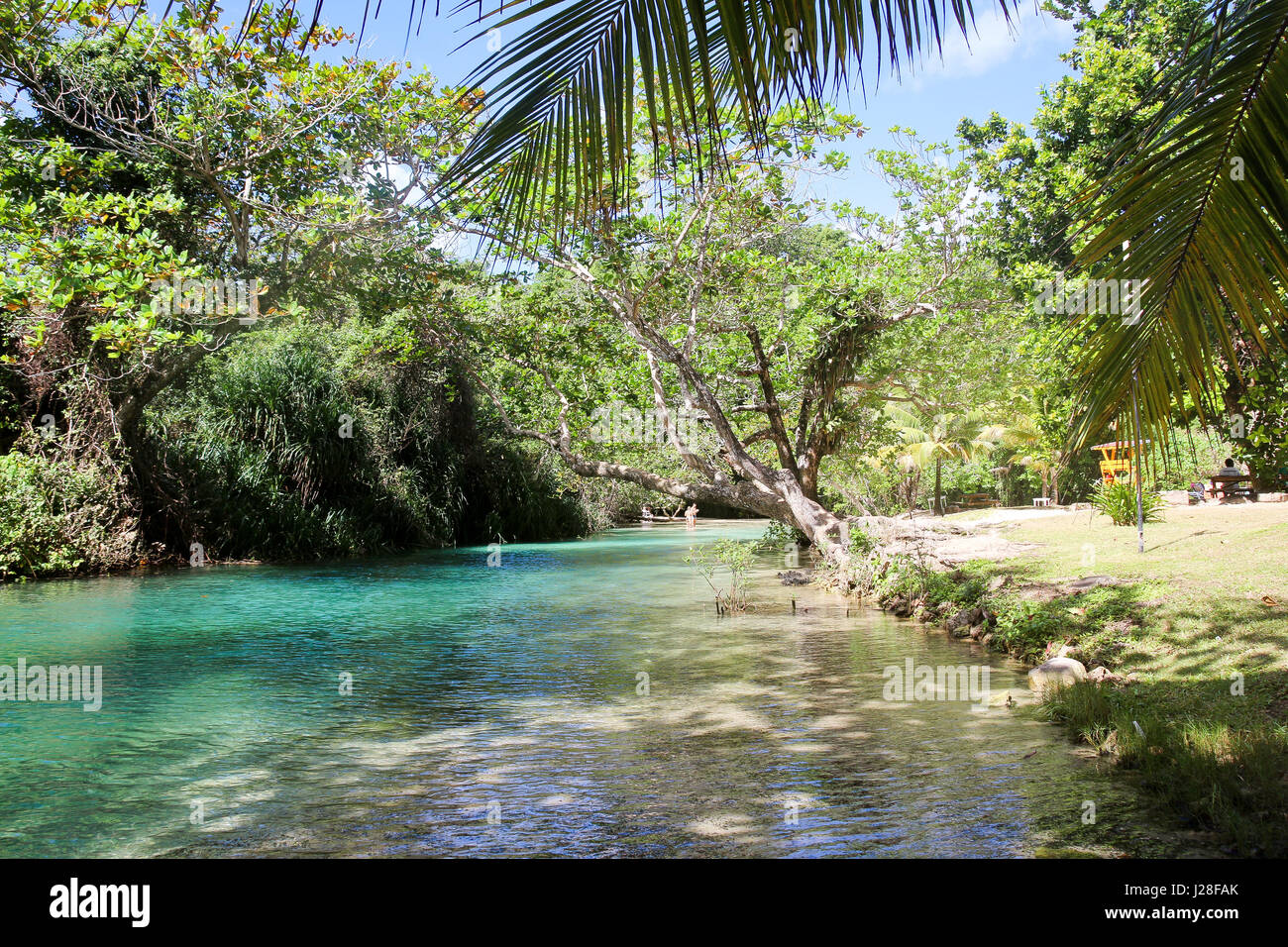 La Jamaïque, Port Antonio, Frenchmans Cove, le bleu turquoise de l'eau sur la rive du lac en Jamaïque Banque D'Images