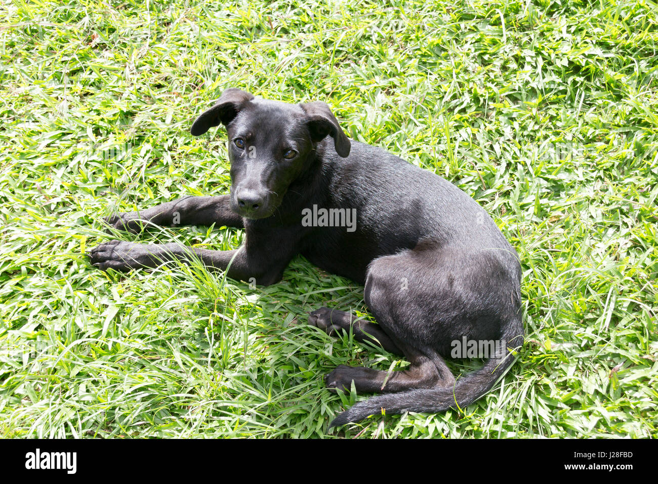 La Jamaïque, Port Antonio, son nom est Killa, Auberge chien dans Port Antonio Banque D'Images