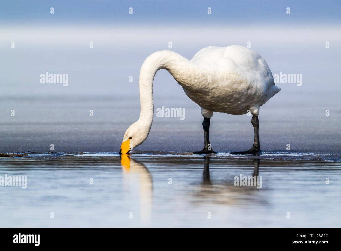 Cygne chanteur Banque D'Images