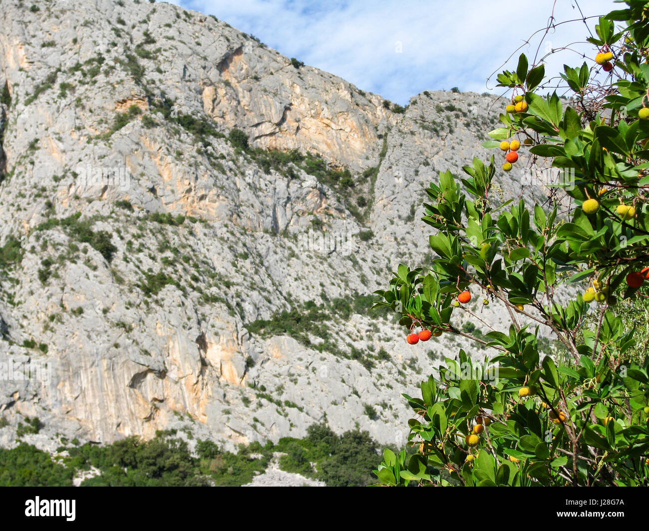 Italie, Sardaigne, avec des fruits de l'arbre en face de rock wall Banque D'Images