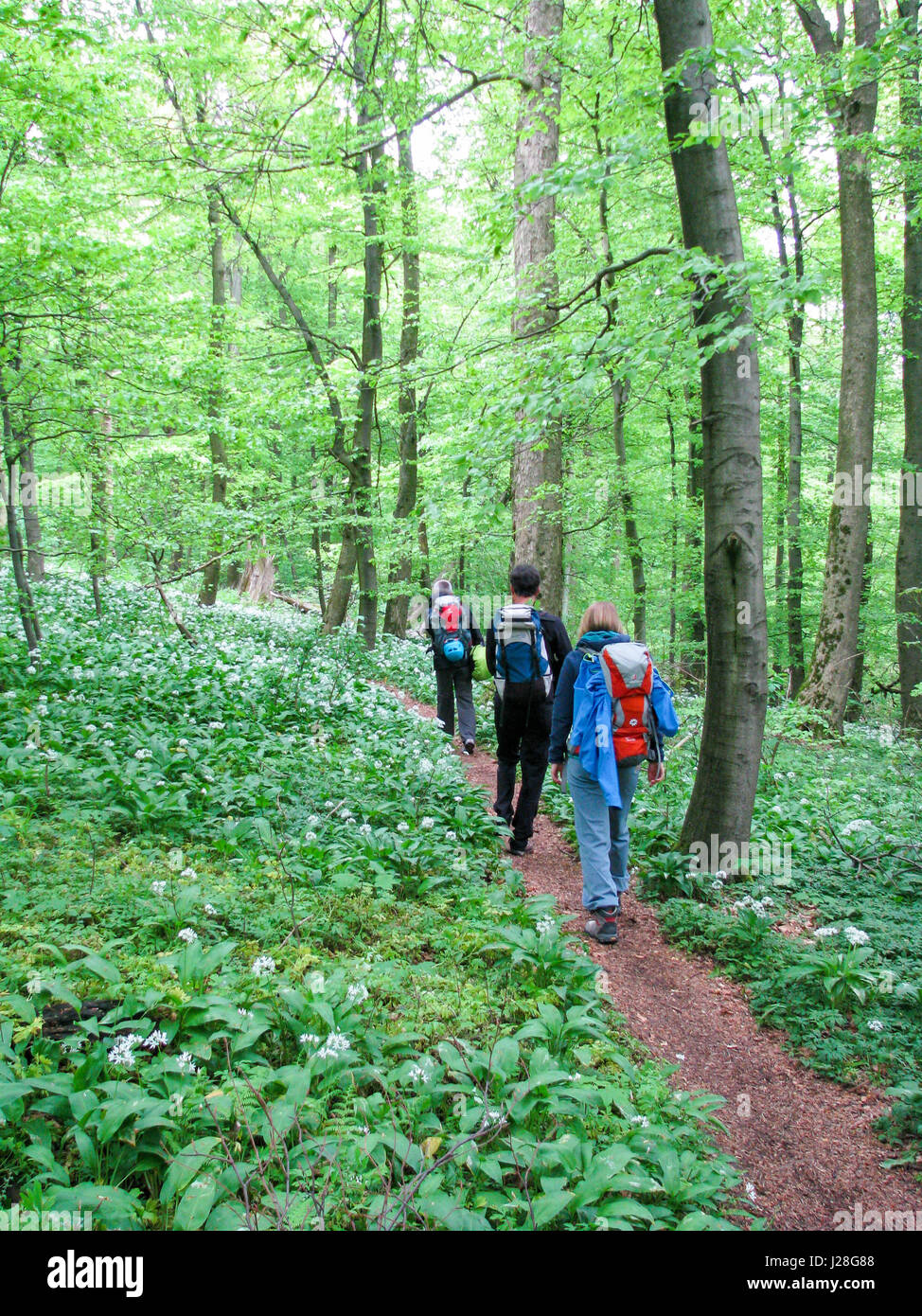 Allemagne, Basse-Saxe, Salzhemmendorf, randonneur au printemps forêt près de Bisperode Banque D'Images