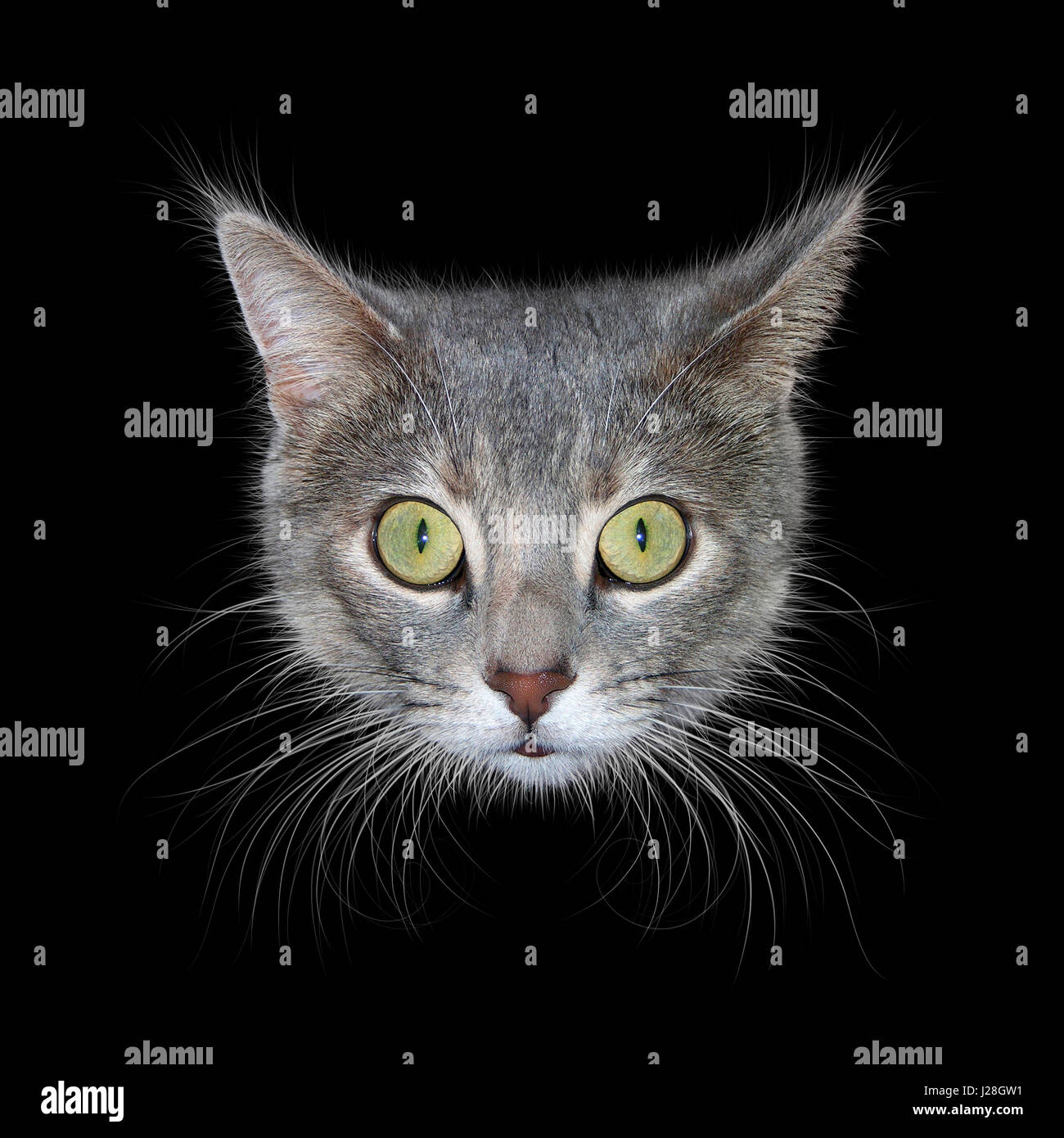 Photo illustration d'une tête de chat gris avec des yeux verts et de longues moustaches isolé sur un fond noir. Banque D'Images