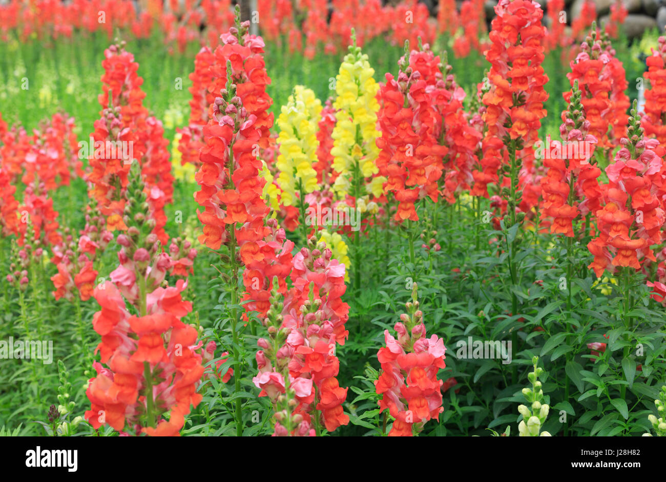 Muflier antirrhinum red flowers in garden Banque D'Images