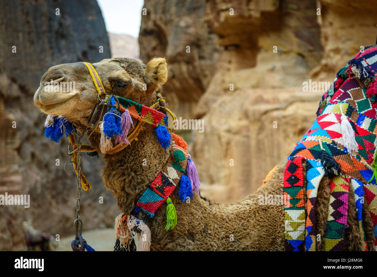 La Jordanie, Ma'an District Government, Petra, la légendaire cité de Pétra rock, principale attraction : "maison du trésor du pharaon", UNESCO World Heritage Banque D'Images