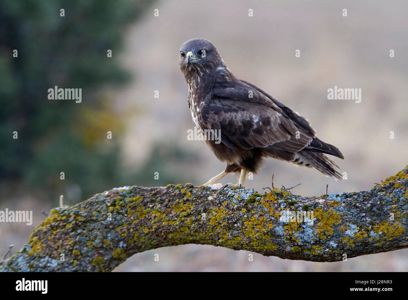 Buteo buteo Banque D'Images