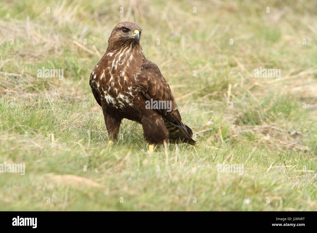 Buteo buteo Banque D'Images