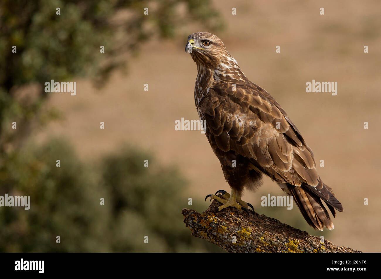 Buteo buteo Banque D'Images