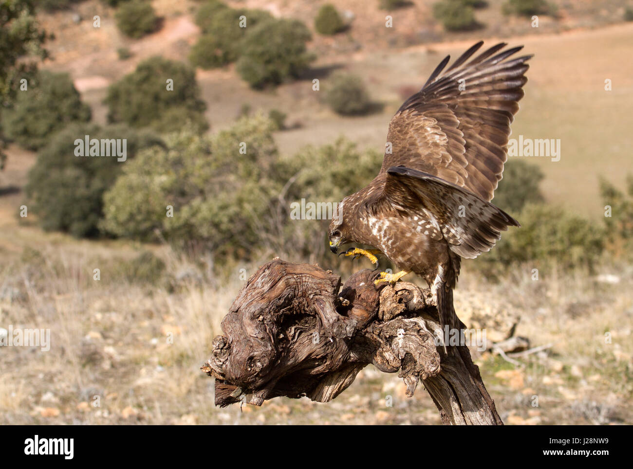 Buteo buteo Banque D'Images