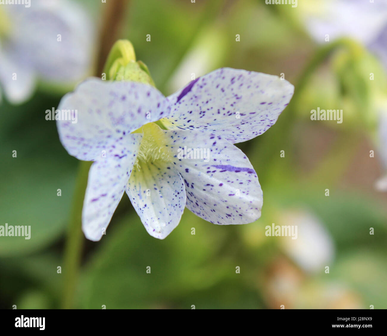 L'inhabituelle white fleurs tachées de Viola sororia 'Freckles', également connu sous le nom de la violette, ou le bois de violette, qui se développe dans un cadre naturel. Banque D'Images