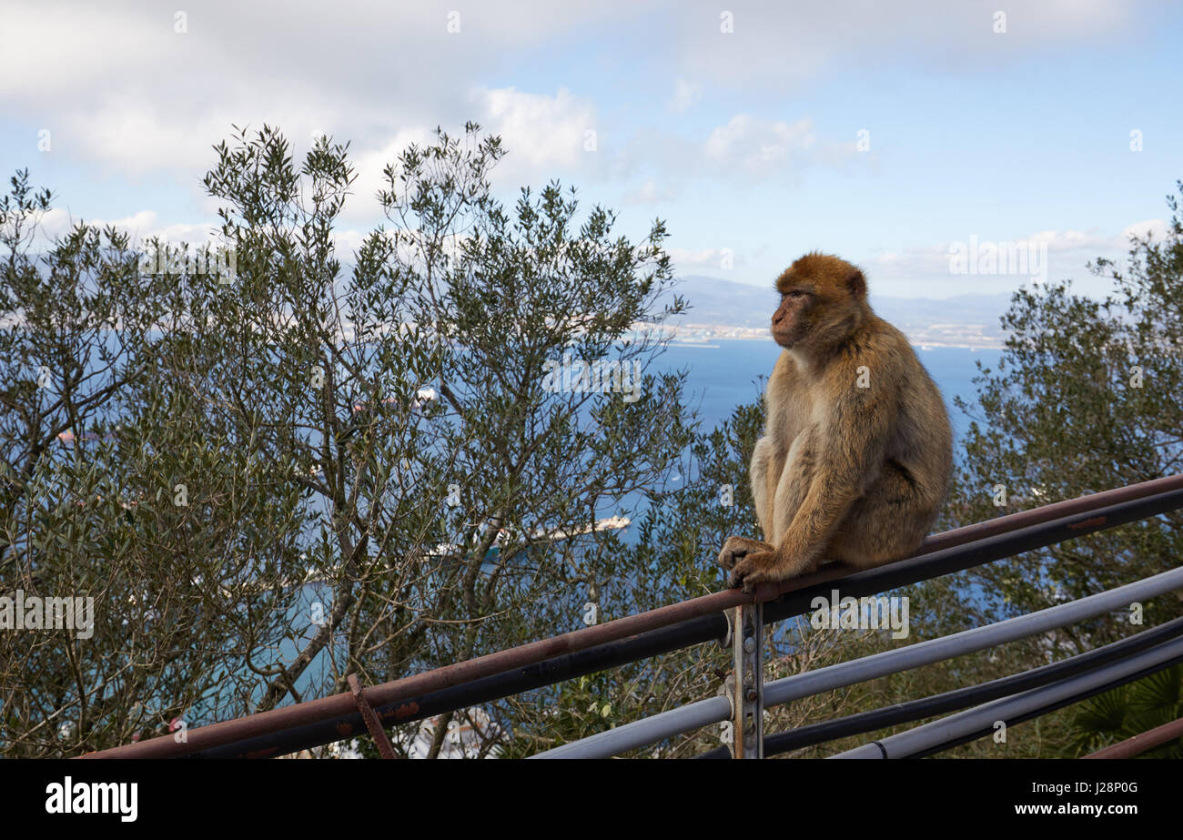 Gibraltar Monkey Rock Un Singe Berbere Se Trouve Sur Une Balustrade Et Donne Sur La Mer De Gibraltar Photo Stock Alamy