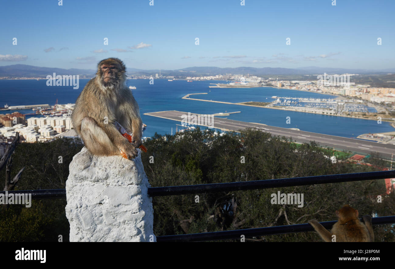 Gibraltar, monkey rock, un singe berbère assis sur une balustrade, derrière elle la gorge la mer de Gibraltar avec l'aéroport et la piste, Banque D'Images