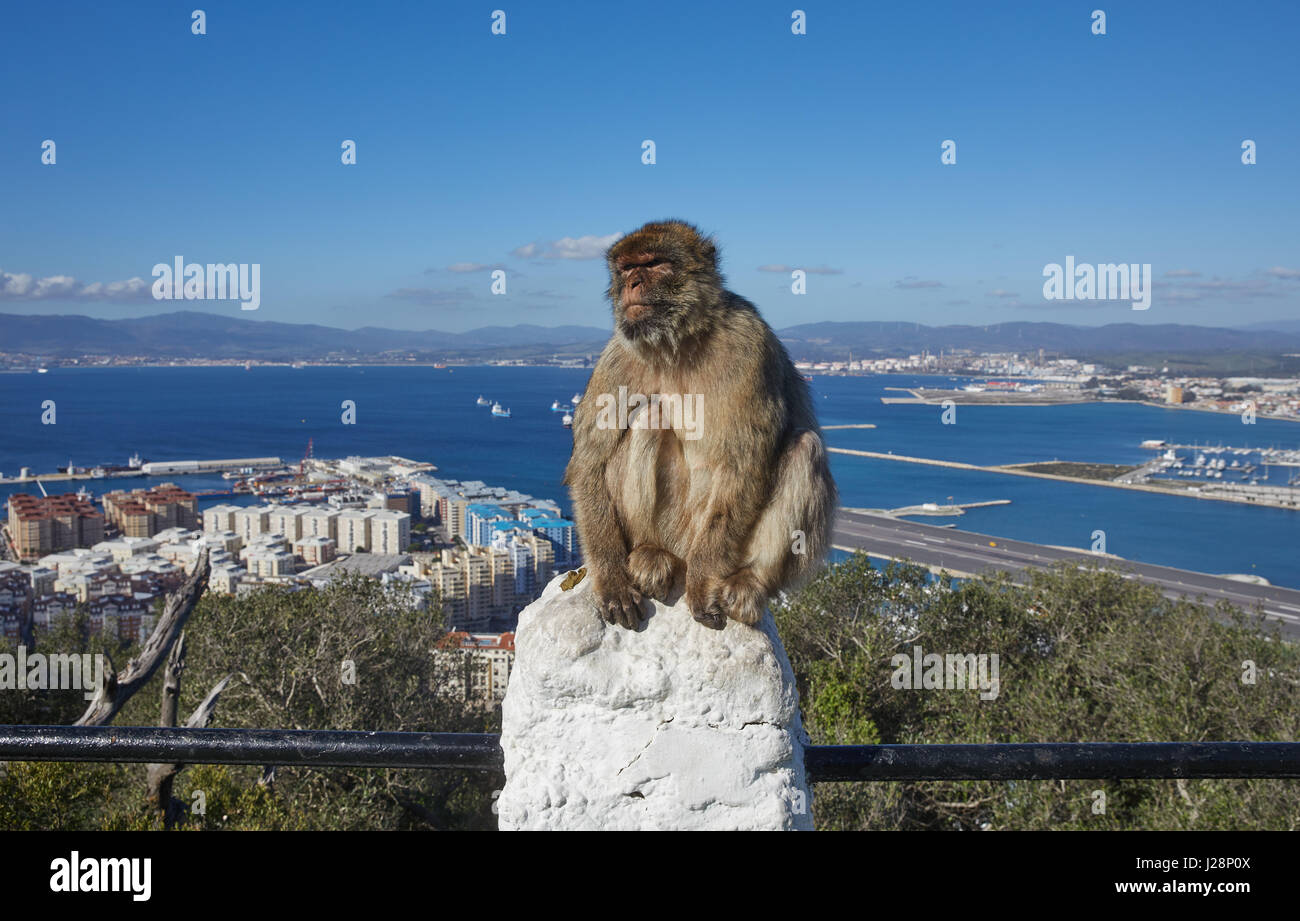 Gibraltar, l'ape rock, un singe assis morosely berbère sur une balustrade, derrière le port et la mer l'aéroport de Gibraltar à gorge et la piste, Banque D'Images