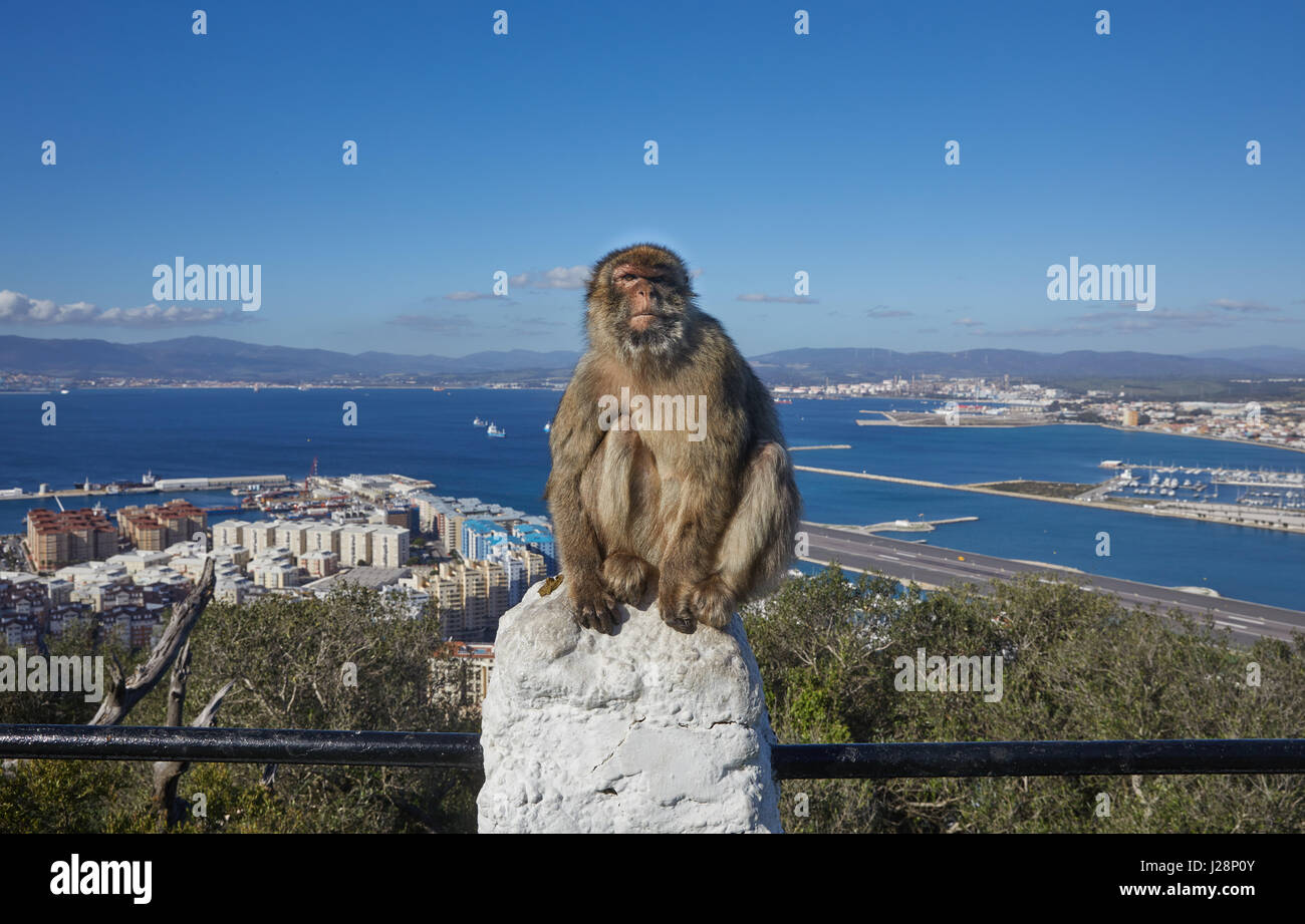Gibraltar, l'ape rock, un singe assis morosely berbère sur une balustrade, derrière le port et la mer l'aéroport de Gibraltar à gorge et la piste, Banque D'Images