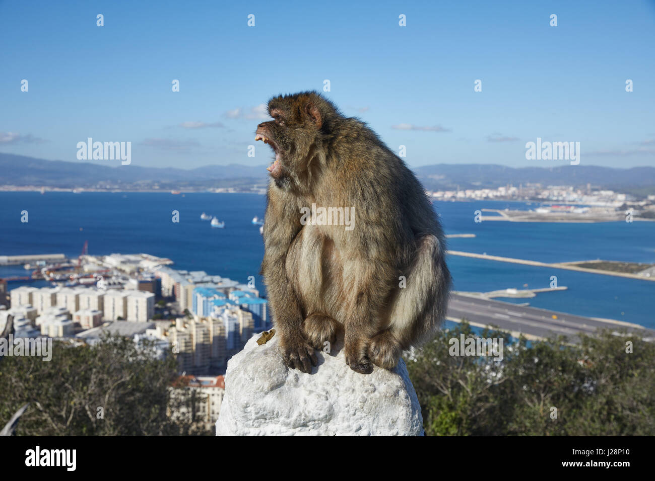 Gibraltar, monkey rock, un singe berbère se trouve de façon menaçante, avec sa bouche grande ouverte sur une balustrade, derrière elle la gorge la mer de Gibraltar avec un aéroport Banque D'Images