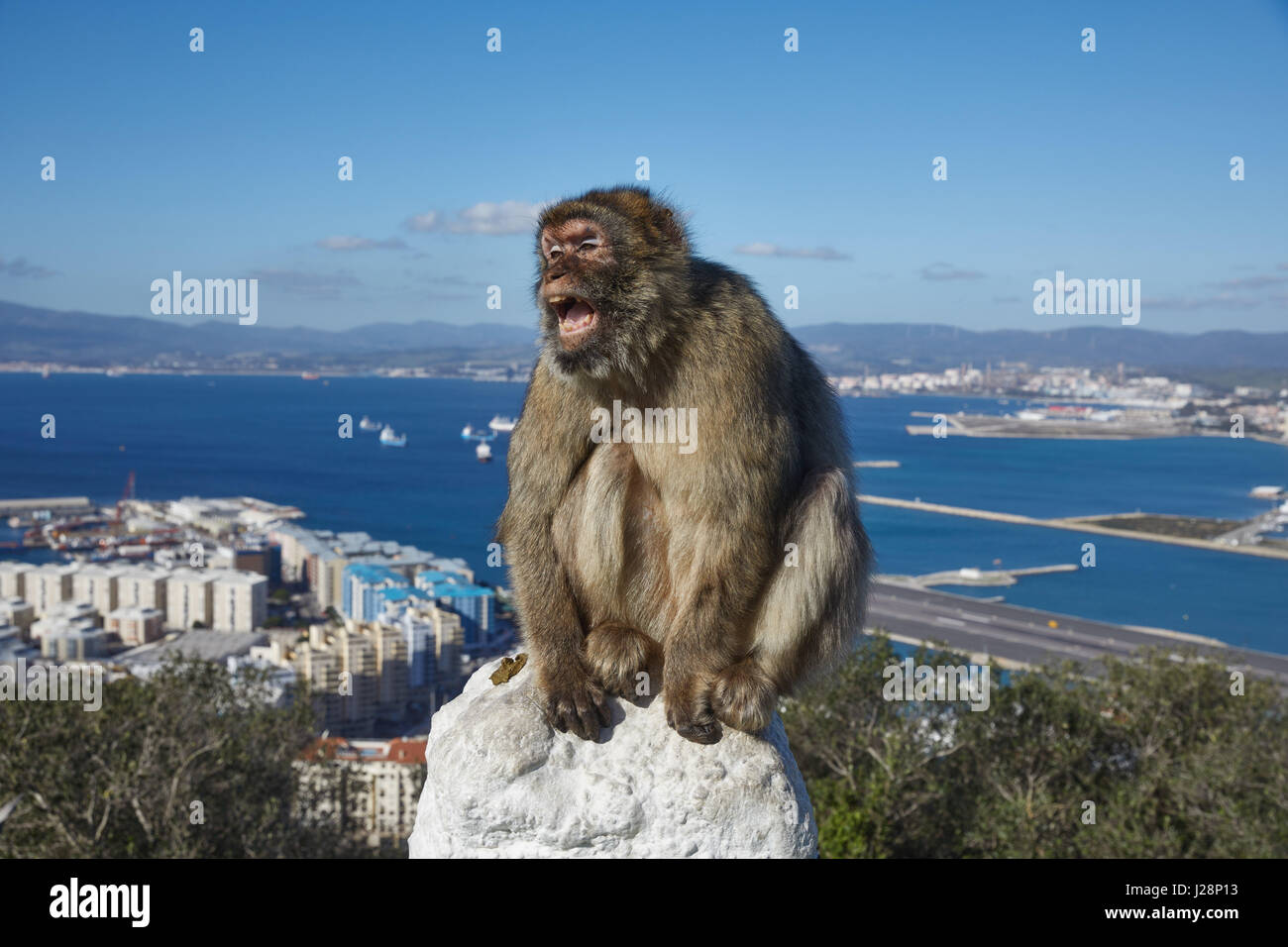 Gibraltar, monkey rock, un singe berbère se trouve de façon menaçante, avec sa bouche grande ouverte sur une balustrade, derrière elle la gorge la mer de Gibraltar avec un aéroport Banque D'Images