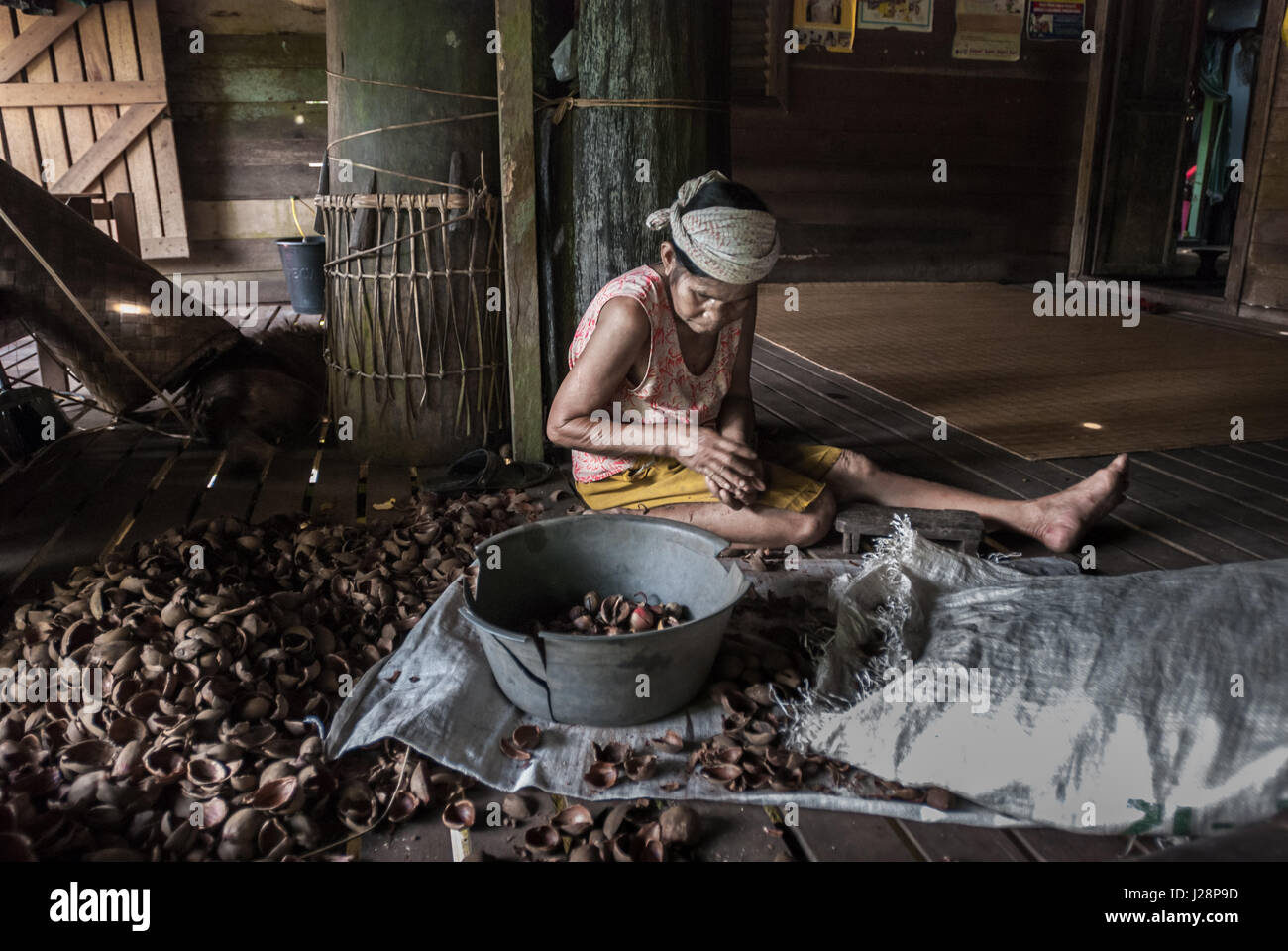 Une femme qui retire des coquilles de noix de suif Bornéo (tengkawang) dans la maison de la communauté de Dayak Tamambaloh à Kapuas Hulu, Kalimantan occidental, Indonésie. Banque D'Images
