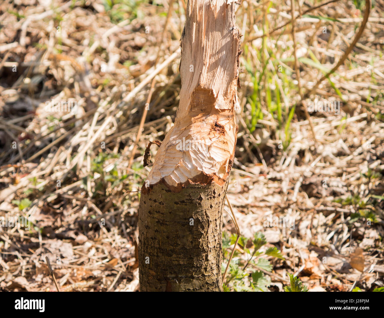 Arbre mangé par beaver Banque D'Images